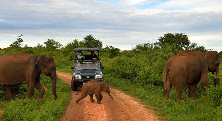 Udawalawe National Park is very popular for its growing Leopard community
