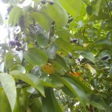 cinnamon in Sri Lanka