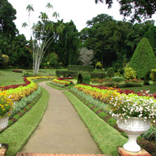 peradeniya royal botanical garden