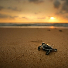 Visit the Kosgoda Turtle hatchery