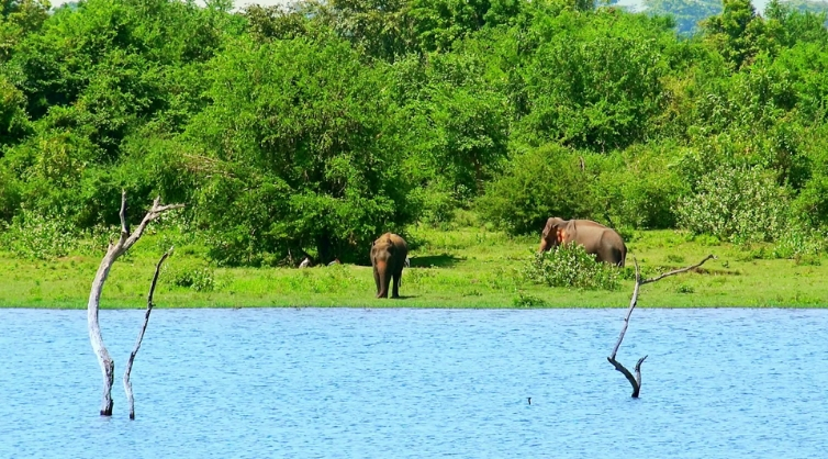 Experience a wildlife adventure that is both exciting and relaxing at the same time in Udawalawa National Park