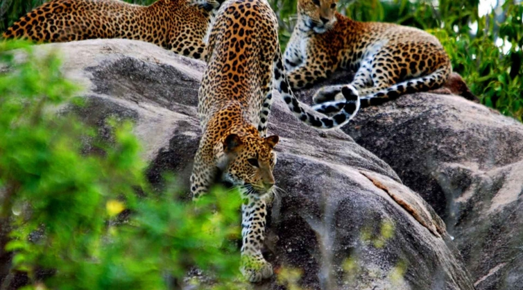 Wilpattu National Park is a park located on the island of Sri Lanka.