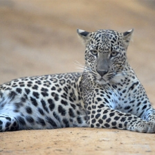 Yala National Park to see Leopards