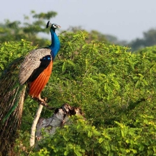 Yala National Park to see Birds