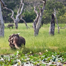 Visit Yala National Park