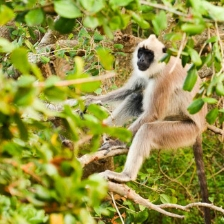 Yala National Park in Sri Lanka