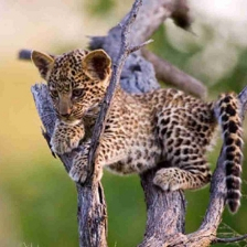 Yala National Park for animals kingdom