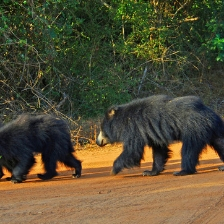 Yala is the best National Park