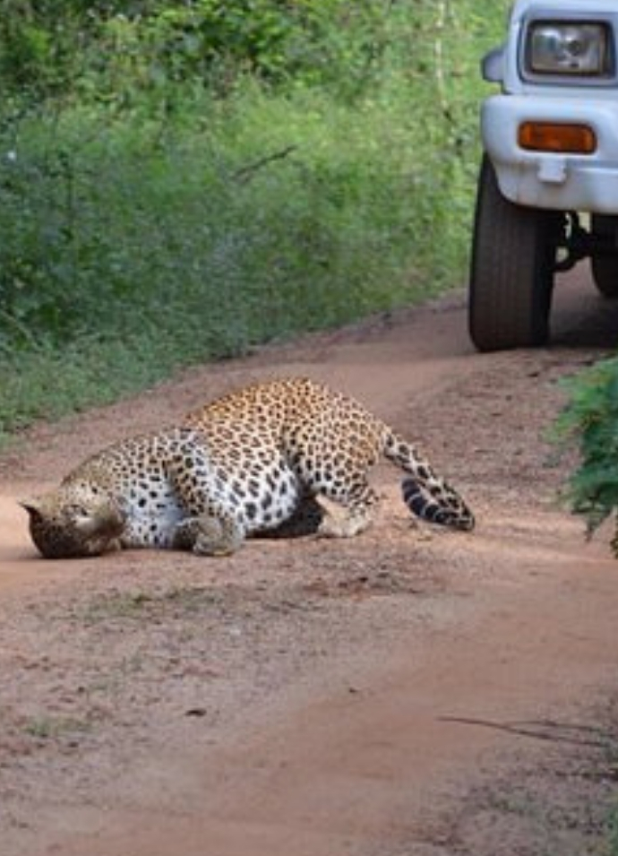 Yala National Park is also known as the Ruhunu National Park and is one of the biggest jungles in the country